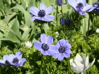 Anemone coronaria 'Mr  Fokker'blauw, snijbloem bestellen